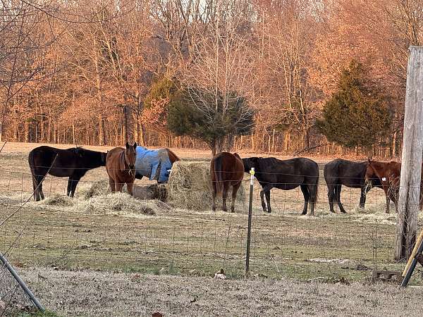 quarter-horse-colt