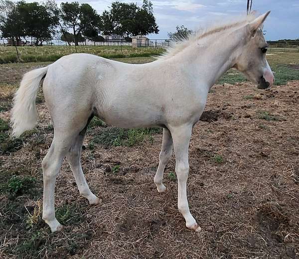 herd-welsh-pony