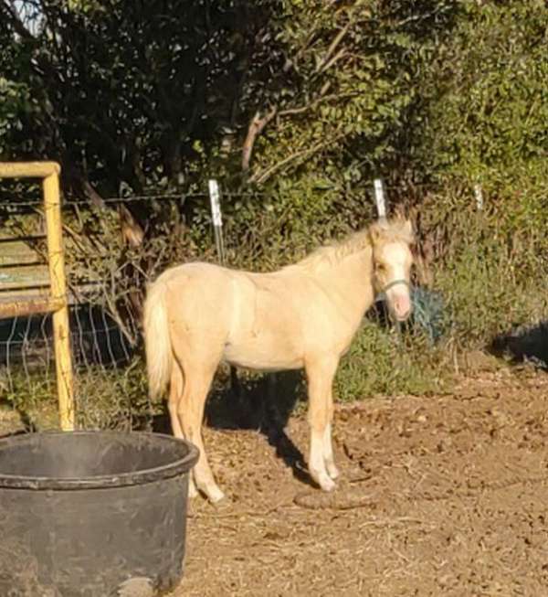 keeper-welsh-pony