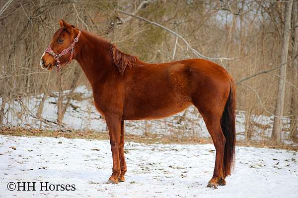 all-around-andalusian-horse