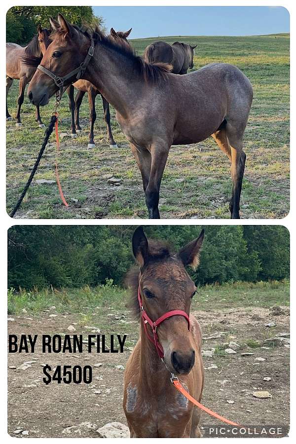 bay-roan-kmsha-horse