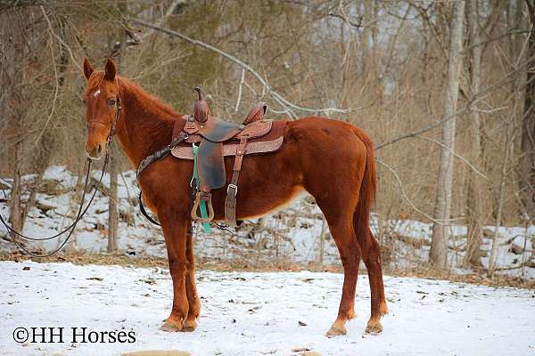 working-cattl-kentucky-mountain-horse