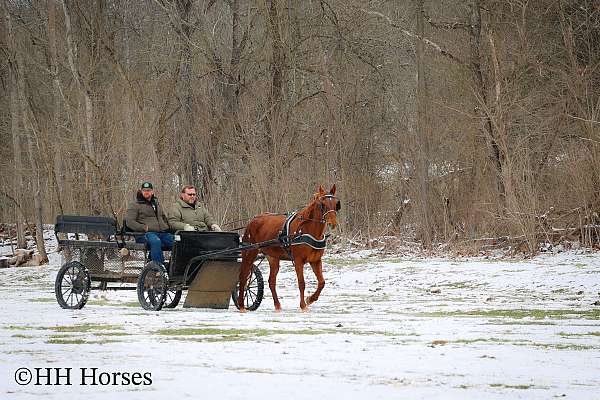 all-around-kentucky-mountain-horse