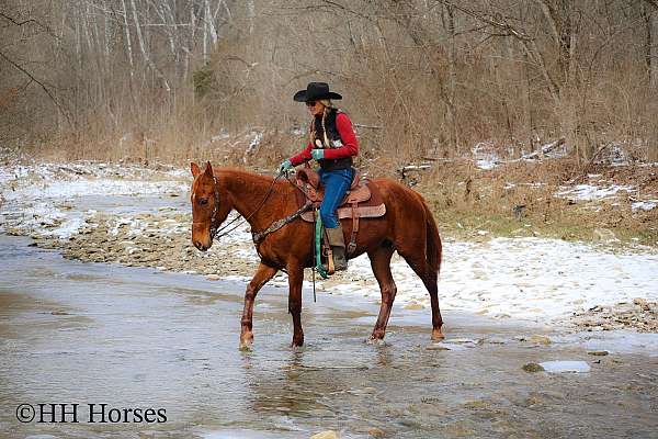 drill-team-kentucky-mountain-horse