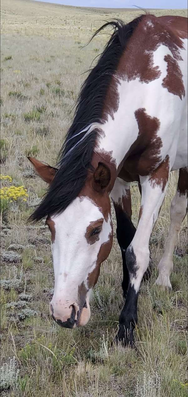 lethal-white-paint-pony