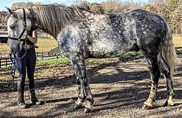 dapple-grey-horse-andalusian