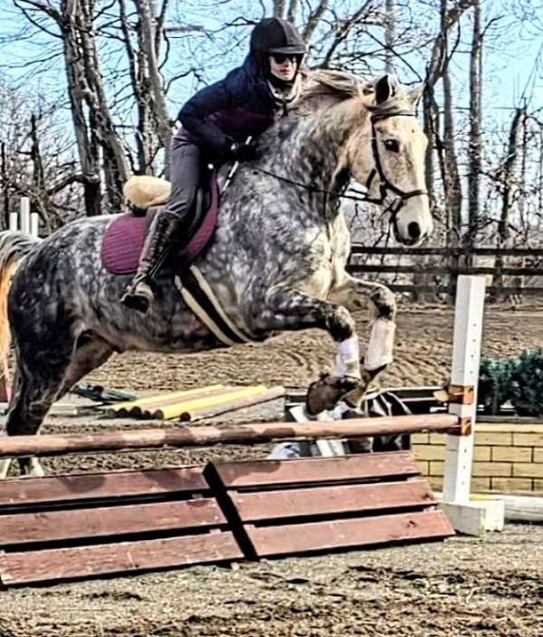 sport-horses-andalusian