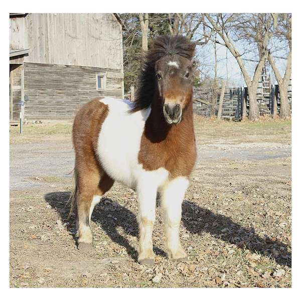 safe-shetland-pony