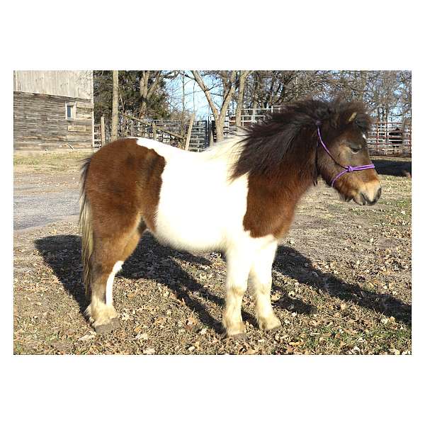 fun-shows-shetland-pony