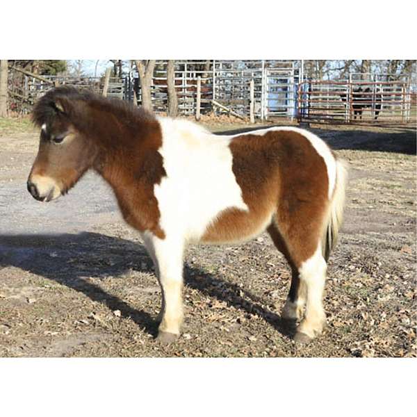 kids-broke-shetland-pony