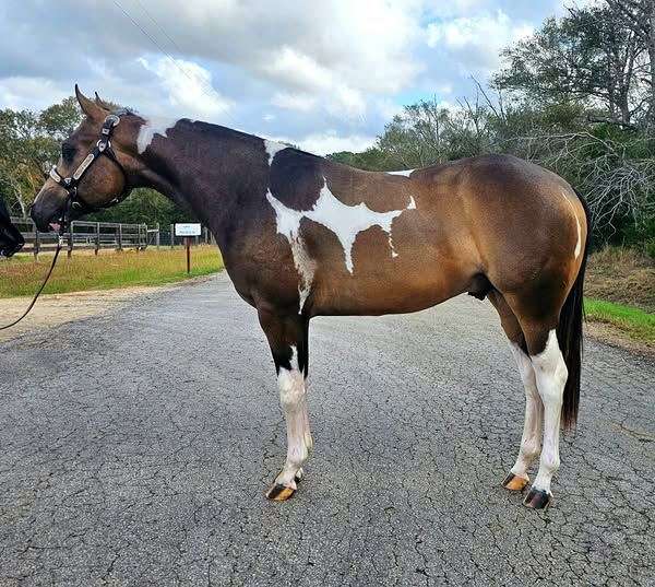 tobiano-horse