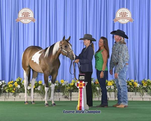 buckskin-tobiano-horse