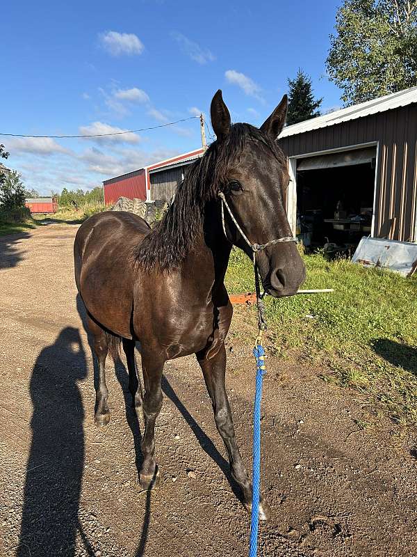 friesian-saddlebred-colt