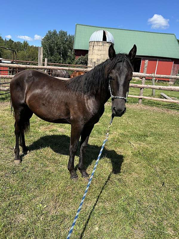 friesian-colt