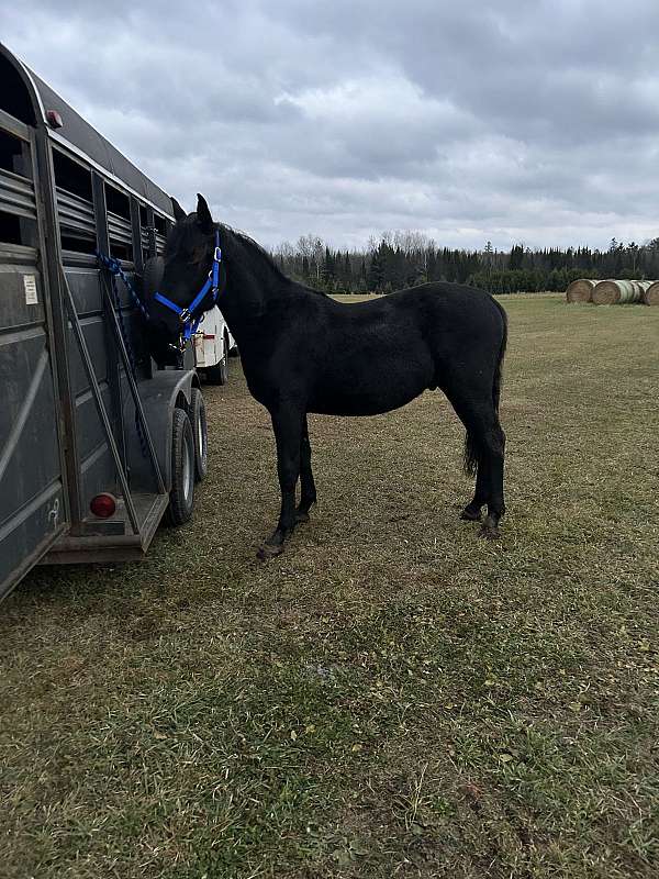 friesian-horse-for-sale