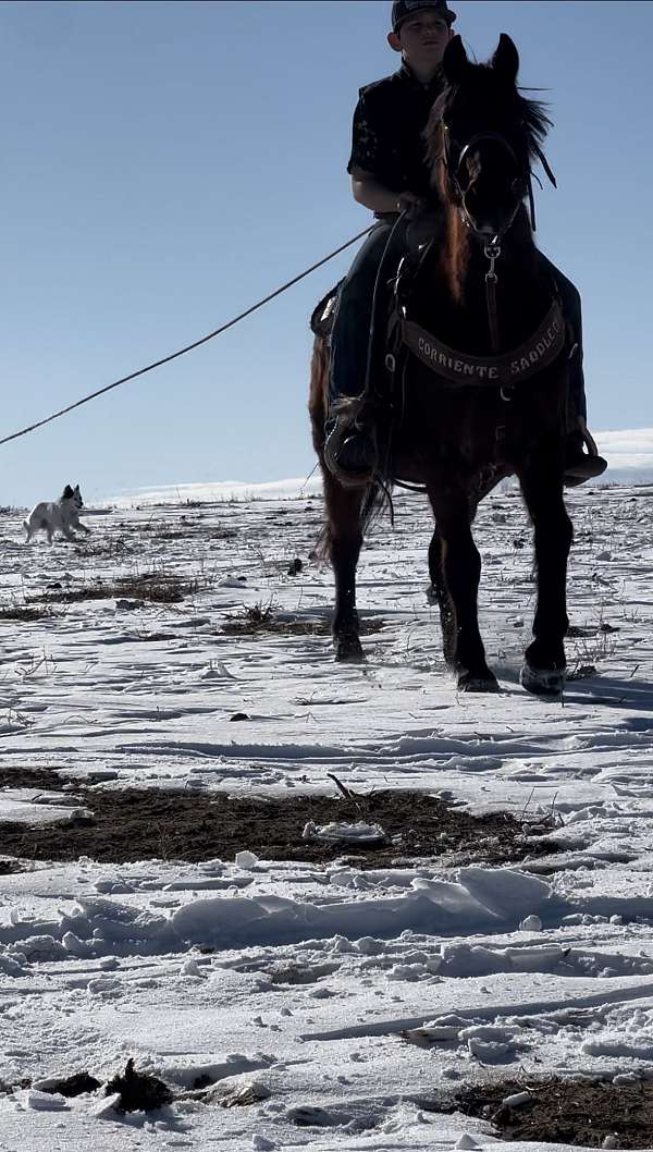 bay-roan-team-roping-pony