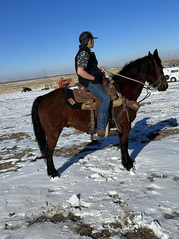 bay-roan-heading-pony