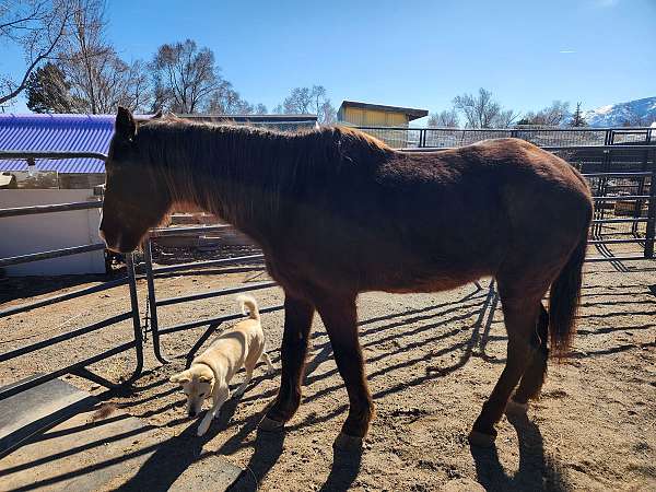 kid-safe-kentucky-mountain-horse