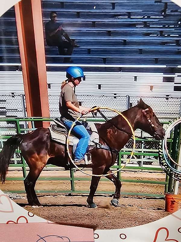 trail-kentucky-mountain-horse