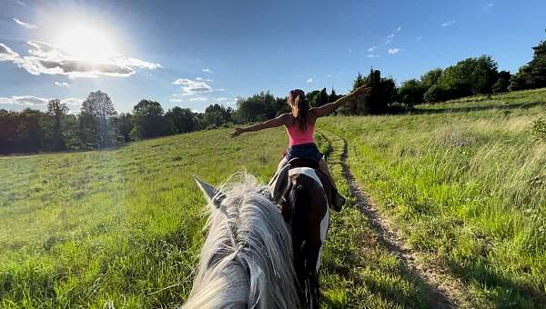 warmbloods-quarter-horse