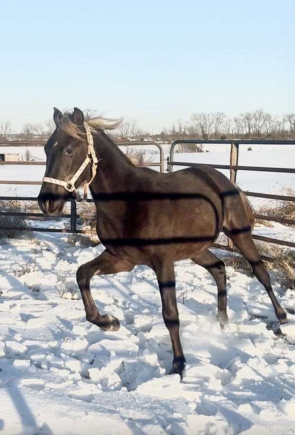 rocky-mountain-horse-for-sale