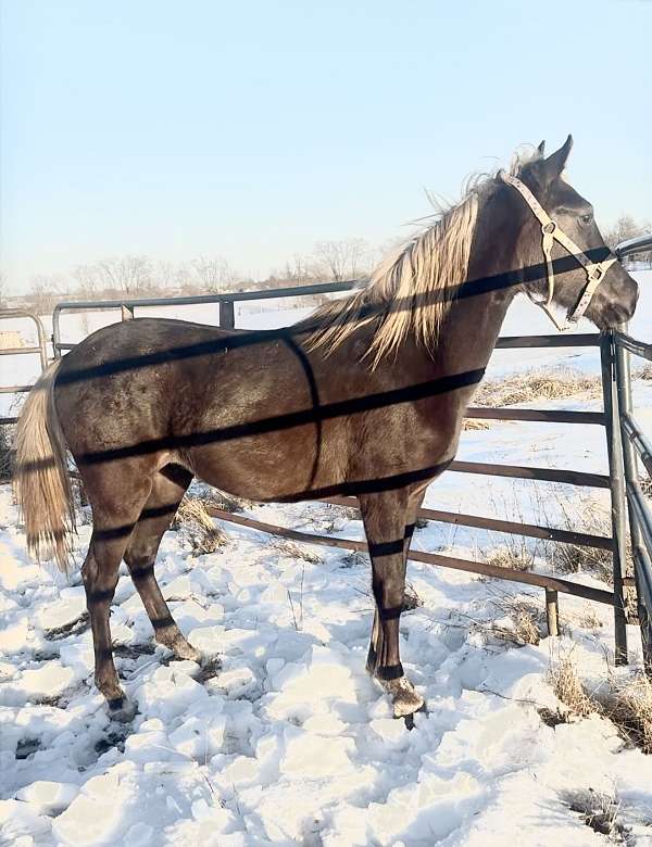 rocky-mountain-horse