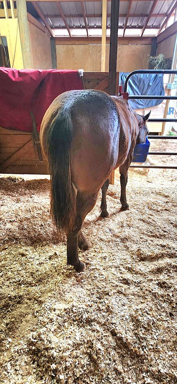 quarter-horse-for-sale