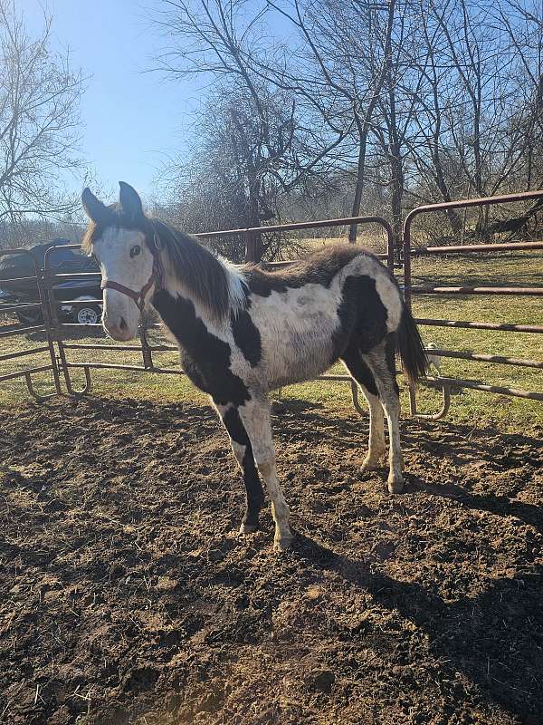 paint-horse-for-sale