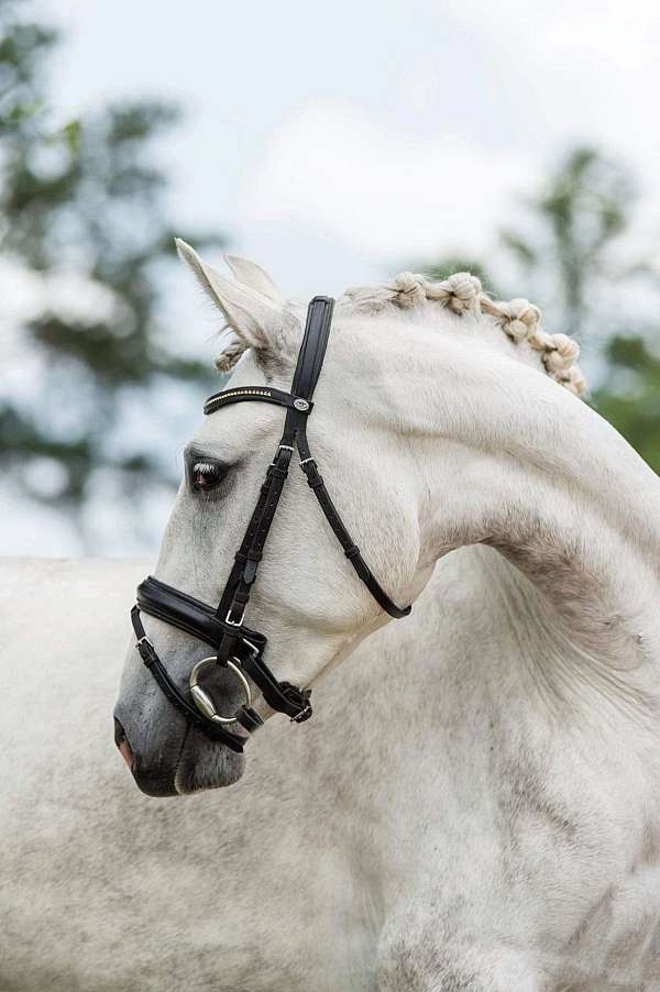 grey-lusitano-filly