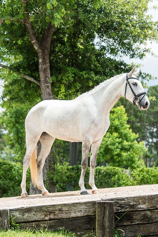 grey-lusitano-foal