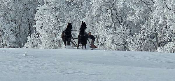 matched-pair-morgan-horse