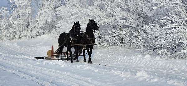 black-morgan-horse