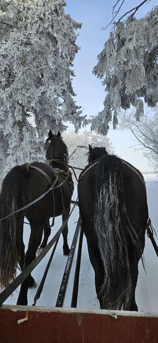 combined-driving-morgan-horse