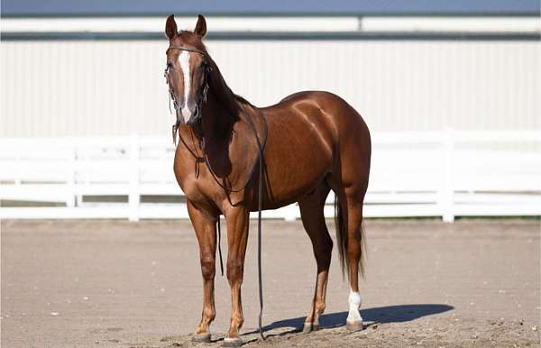 cd-dyna-cee-quarter-horse