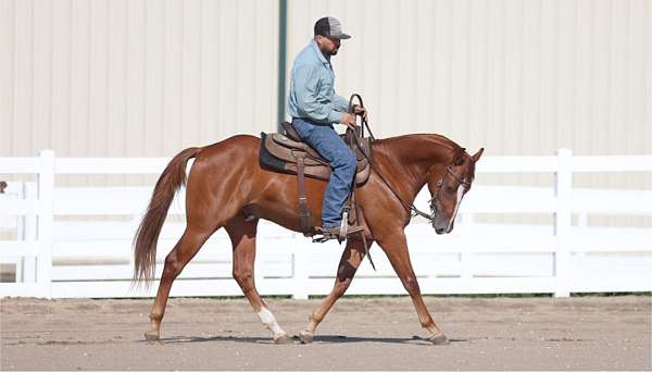cd-dyna-cee-horse