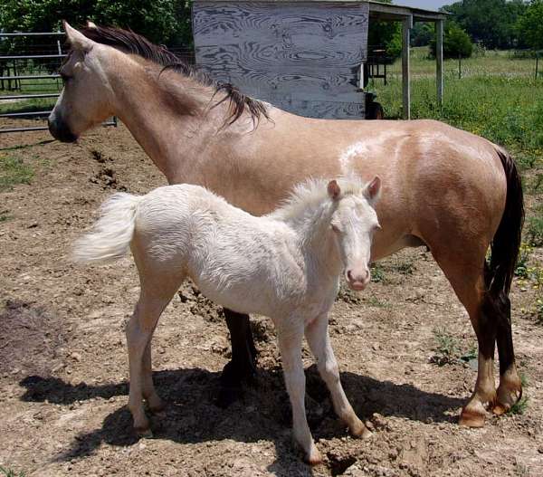 belle-welsh-pony