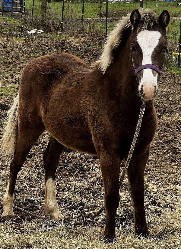 dapples-welsh-pony