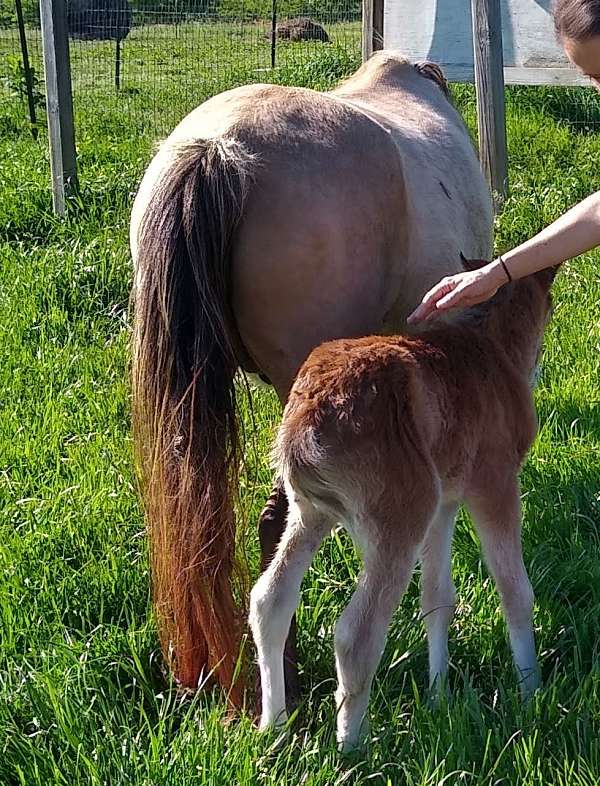 family-horse-welsh-pony