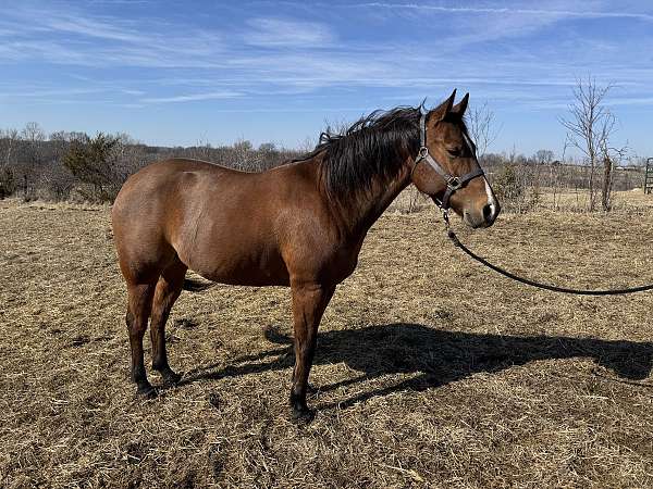 quarter-horse-gelding