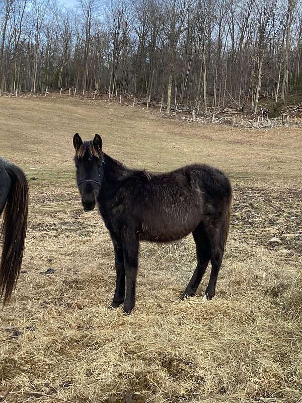 flashy-gaited-colt