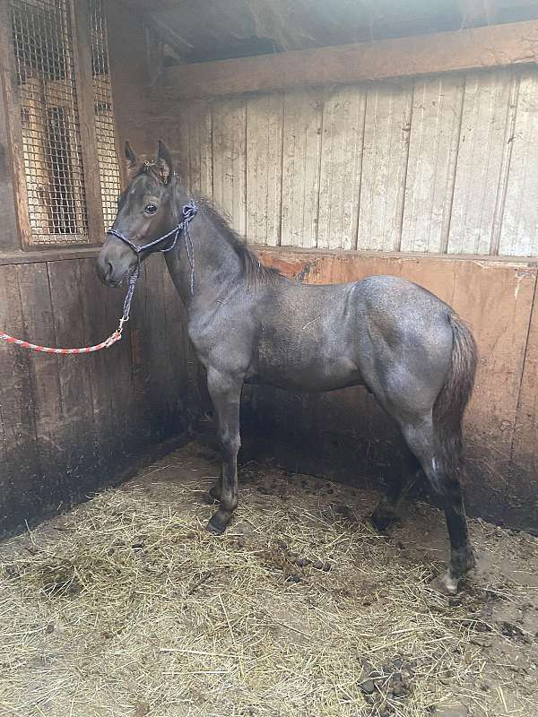 blue-roan-roan-tennessee-walking-filly-yearling