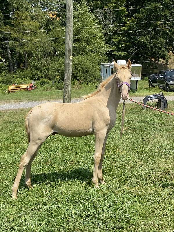 champagne-roan-tennessee-walking-colt-yearling