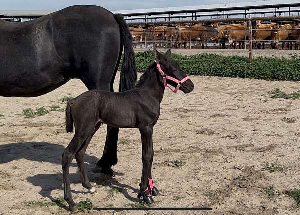 smokey-black-ialha-horse