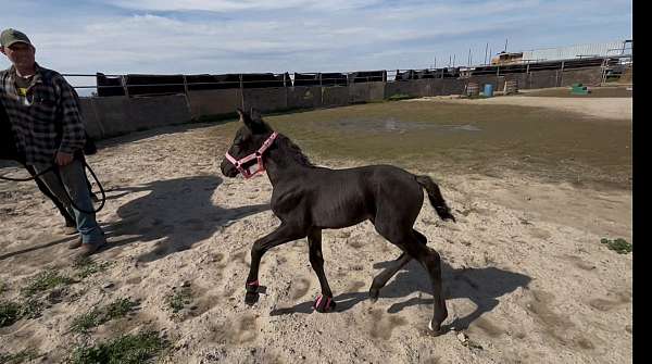 smokey-black-lusitano-for-sale