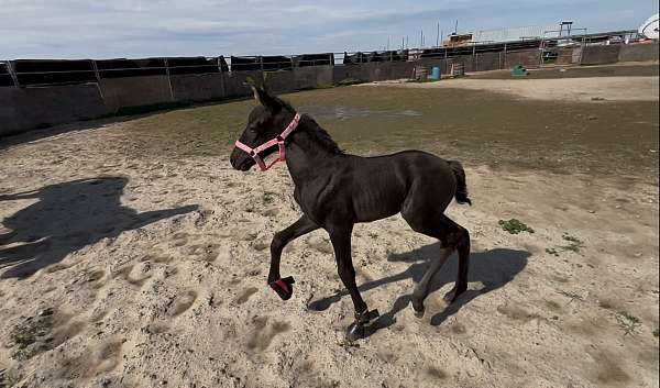 smokey-black-lusitano-horse