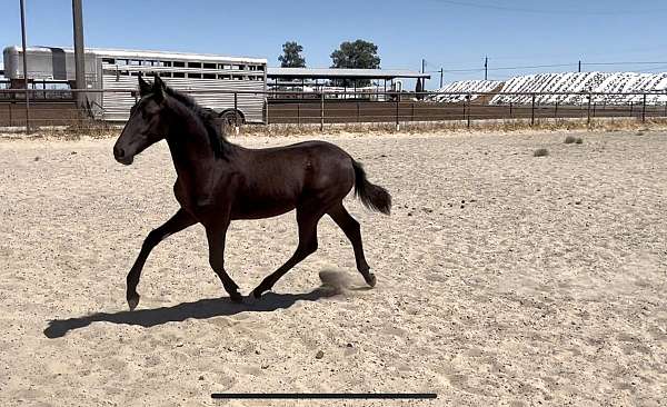 smokey-black-lusitano-for-sale