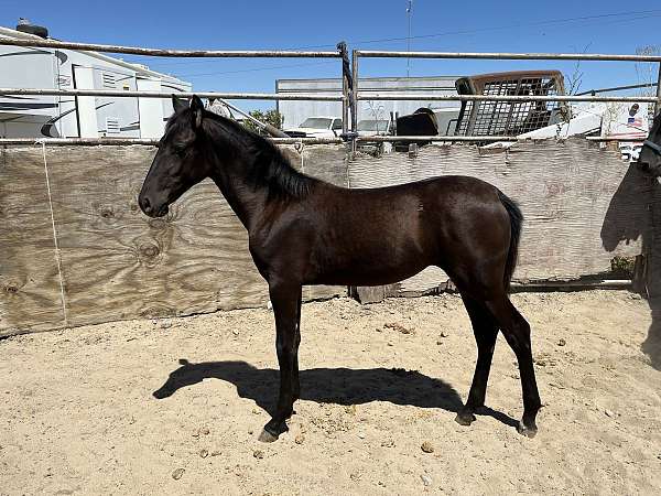smokey-black-ialha-horse