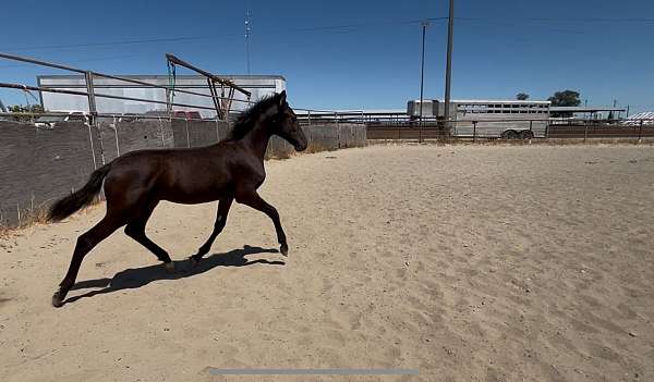 smokey-black-lusitano-horse