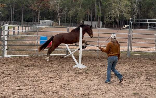 pick-up-draft-horse