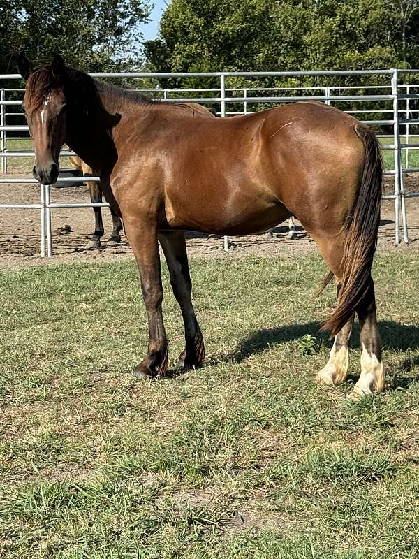 draft-horse